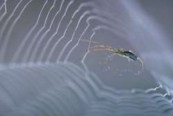 Web with spider